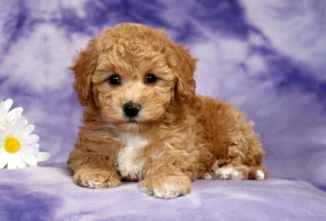 Bichpoo (Bichon Frise Poodle mix) puppy lying on a soft purple marbled backdrop with white daisies nearby, featuring a fluffy apricot curly coat, dark round eyes, floppy ears, and a white chest patch. image
