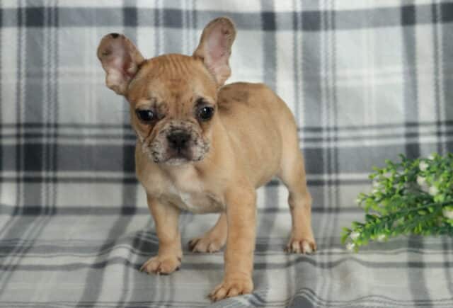 Racco Frenchie image