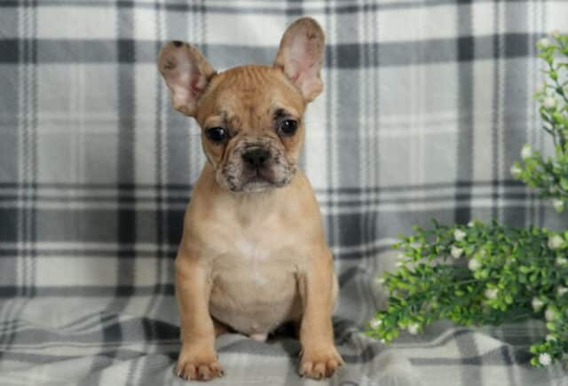 Racco Frenchie2 image