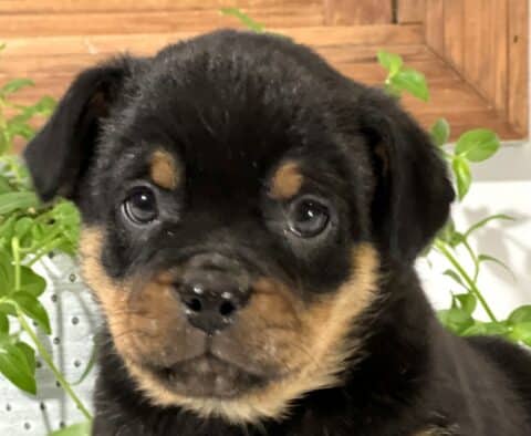 Close-up of a Mini Rottweiler puppy with a shiny black coat and rich tan markings above the eyes and around the muzzle, looking directly at the camera with bright, expressive eyes, framed by green leafy plants and a wooden accent in the background.