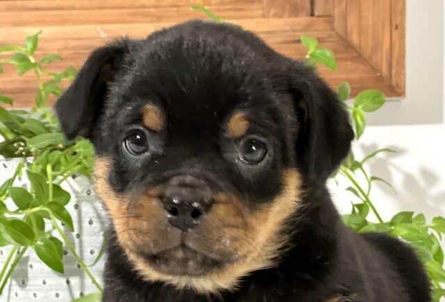 Close-up of a Mini Rottweiler puppy with a shiny black coat and rich tan markings above the eyes and around the muzzle, looking directly at the camera with bright, expressive eyes, framed by green leafy plants and a wooden accent in the background. image
