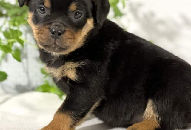 Mini Rottweiler puppy sitting on a soft white blanket, turned slightly toward the camera with a glossy black coat and warm tan markings on the chest, legs, and above the eyes, framed by green leafy plants and a wooden accent in the background. image