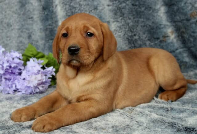 Fox red Labrador Retriever puppy lying on a plush gray blanket backdrop with front paws extended, rich reddish coat and floppy ears, resting beside soft purple flowers, looking calmly slightly off to the side. image