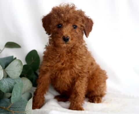 Rainbow Mini Poodle