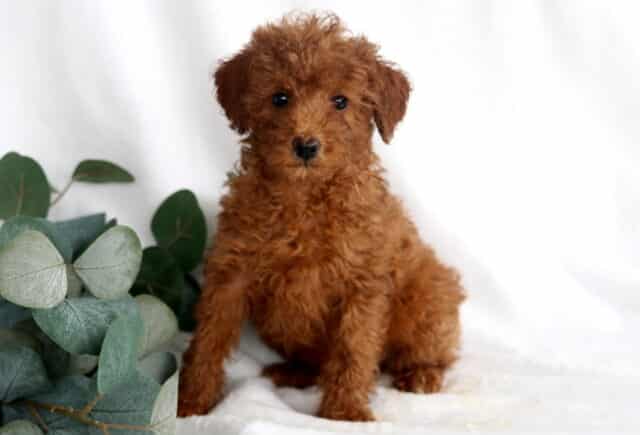 Rainbow Mini Poodle image
