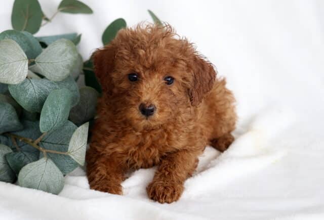 Rainbow Mini Poodle2 image