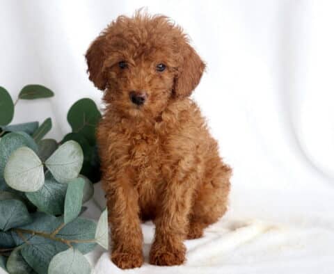 Ranger Mini Poodle