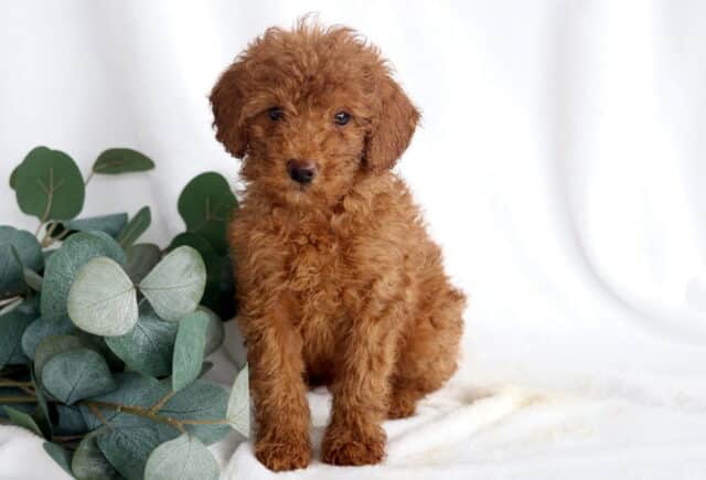 Ranger Mini Poodle image