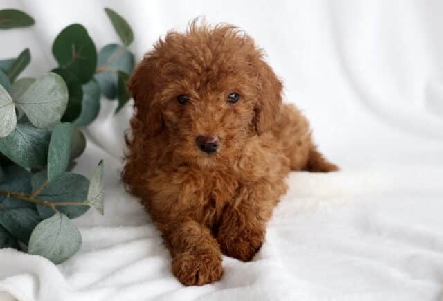 Ranger Mini Poodle2 image