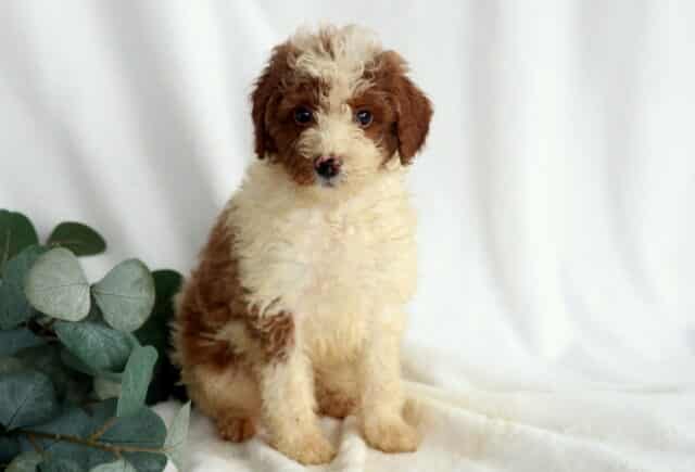 Rebel Mini Poodle image