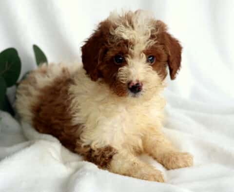 Rebel Mini Poodle2
