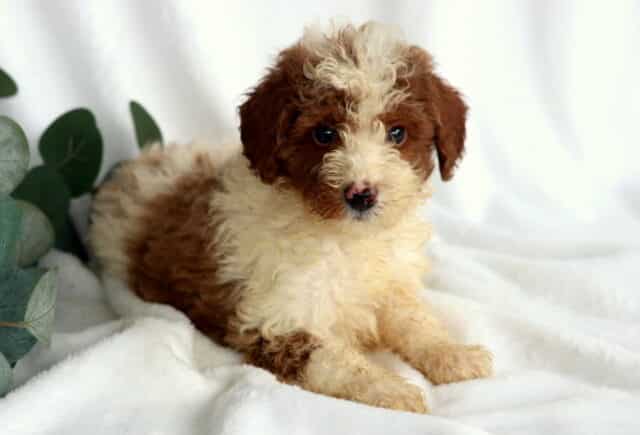 Rebel Mini Poodle2 image