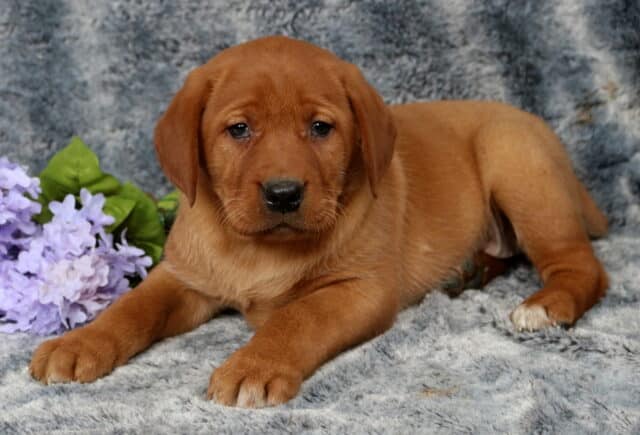 Fox red Labrador Retriever puppy lying on a plush gray blanket with front paws stretched forward, rich reddish coat and soft, droopy ears, resting beside light purple flowers, looking gently toward the camera. image