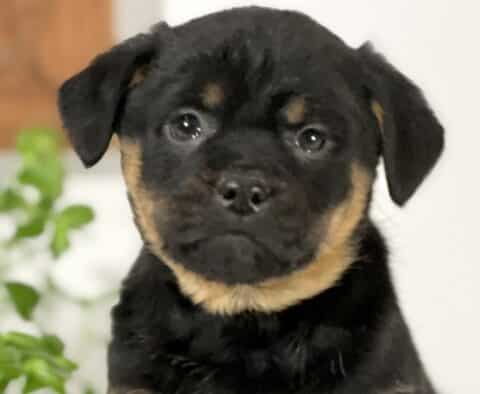 Close-up Mini Rottweiler puppy with a glossy black coat and classic tan markings on the cheeks and above the eyes, featuring soft folded ears, bright round eyes, and a sweet attentive expression with a hint of greenery in the background.
