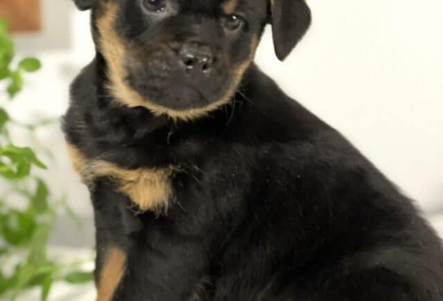 Mini Rottweiler puppy sitting on a soft white blanket, showcasing a sleek black coat with warm tan markings on the chest, legs, and above the eyes, slightly tilted head, and a gentle, curious expression with soft greenery in the background. image