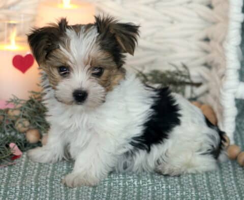 Tiny Yorkshire Terrier (Yorkie) puppy with a silky black and tan coat sitting upright, featuring perky ears, bright dark eyes, and a soft, fluffy face, looking sweetly toward the camera on a neutral indoor backdrop.