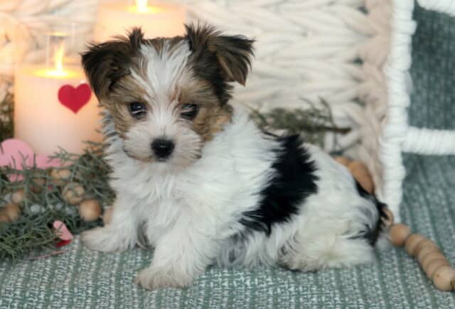 Tiny Yorkshire Terrier (Yorkie) puppy with a silky black and tan coat sitting upright, featuring perky ears, bright dark eyes, and a soft, fluffy face, looking sweetly toward the camera on a neutral indoor backdrop. image