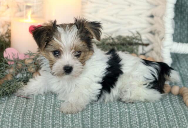 Fluffy Yorkie puppy with a soft tri-colored coat (white, black, and tan) lying on a textured green blanket, surrounded by decorative greenery and wooden beads, gazing gently toward the camera with sweet dark eyes and tiny folded ears. image
