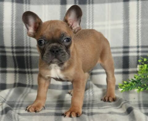 Reggie Frenchie2