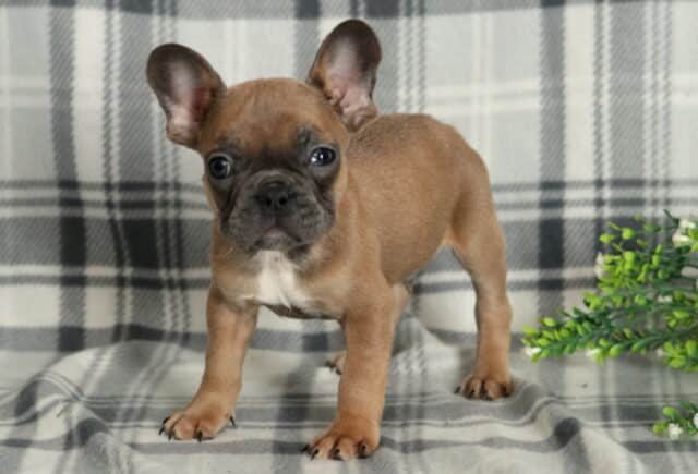 Reggie Frenchie2 image