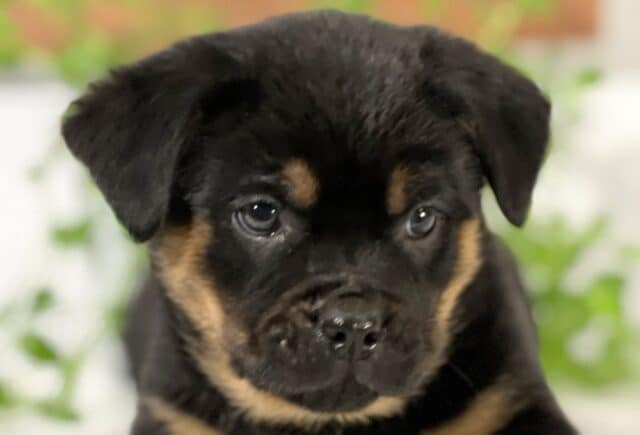 Close-up of a Mini Rottweiler puppy’s face with a glossy black coat and soft tan markings above the eyes and along the cheeks, gazing forward with gentle, expressive eyes, set against a softly blurred background of green leaves. image