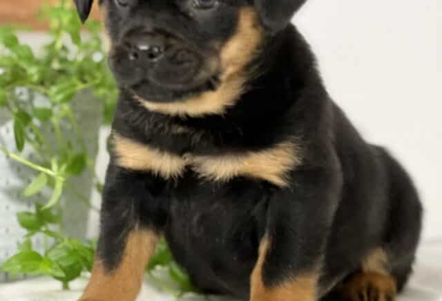 Mini Rottweiler puppy sitting upright on a soft white blanket, featuring a glossy black coat with distinct tan markings on the chest, legs, and above the eyes, looking slightly off to the side with a calm, curious expression, with green leafy plants and a wooden accent in the background. image
