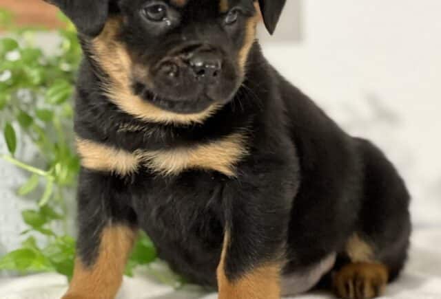 Mini Rottweiler puppy sitting on a plush white blanket, featuring a shiny black coat with warm tan markings on the chest, legs, and above the eyes, looking slightly to the side with bright, curious eyes, with green leafy plants and a wooden accent in the softly blurred background. image