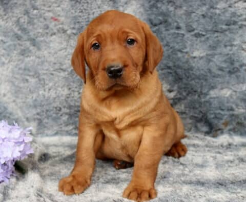 Fox red Labrador Retriever puppy sitting upright on a soft gray blanket backdrop, rich reddish coat with floppy ears and a sturdy build, posed beside light purple flowers, gazing gently toward the camera.