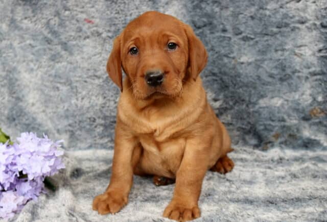 Fox red Labrador Retriever puppy sitting upright on a soft gray blanket backdrop, rich reddish coat with floppy ears and a sturdy build, posed beside light purple flowers, gazing gently toward the camera. image
