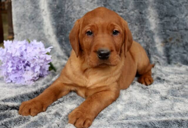 Fox red Labrador Retriever puppy lying on a plush gray blanket with front paws stretched forward, deep reddish coat and floppy ears, positioned beside a cluster of soft purple flowers, looking calmly into the camera. image