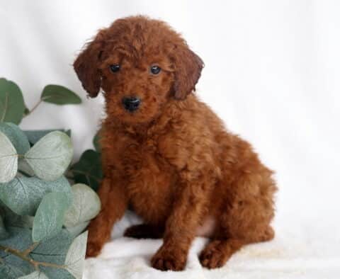 Rex Mini Poodle