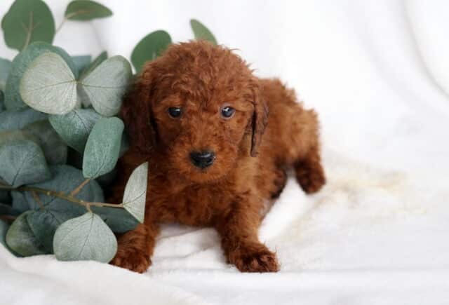 Rex Mini Poodle2 image