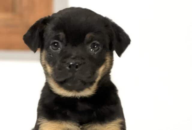 Front-facing Mini Rottweiler puppy with a sleek black coat and tan markings on the cheeks and chest, featuring round bright eyes and a sweet, alert expression against a simple indoor background. image