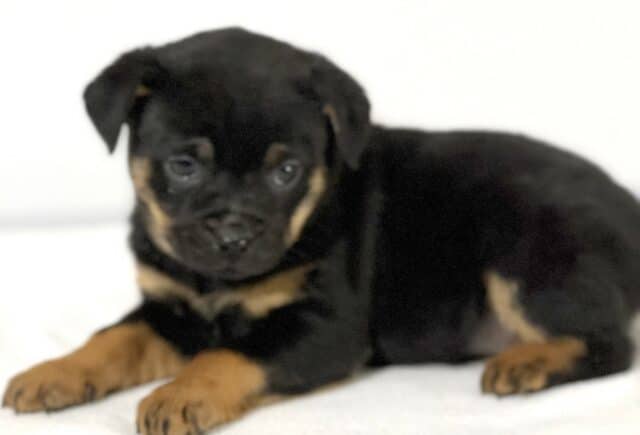 Mini Rottweiler puppy resting on a soft white blanket, showing a shiny black coat with warm tan markings on the eyebrows, muzzle, chest, and paws, with a sweet, relaxed expression against a clean neutral background. image