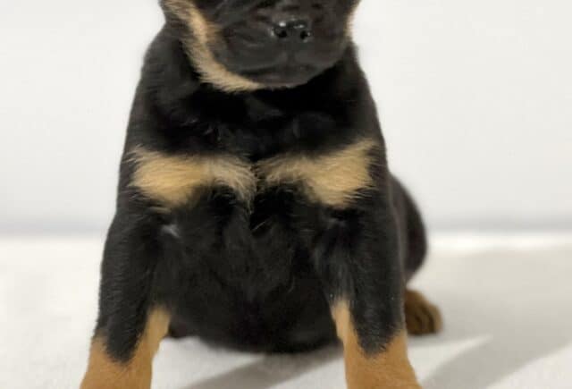 Mini Rottweiler puppy sitting upright on a soft white blanket, featuring a shiny black coat with rich tan markings on the chest, legs, and cheeks, small folded ears, and a calm, slightly curious expression against a simple indoor background. image