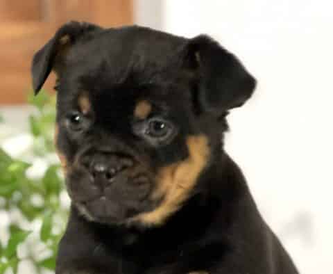 Close-up of a Mini Rottweiler puppy’s face with a sleek black coat and warm tan markings above the eyes and along the cheeks, soft round eyes gazing slightly downward, with a blurred green plant and neutral background behind.