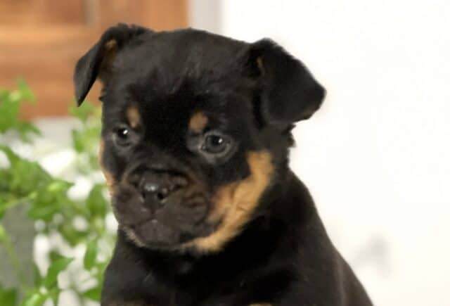 Close-up of a Mini Rottweiler puppy’s face with a sleek black coat and warm tan markings above the eyes and along the cheeks, soft round eyes gazing slightly downward, with a blurred green plant and neutral background behind. image