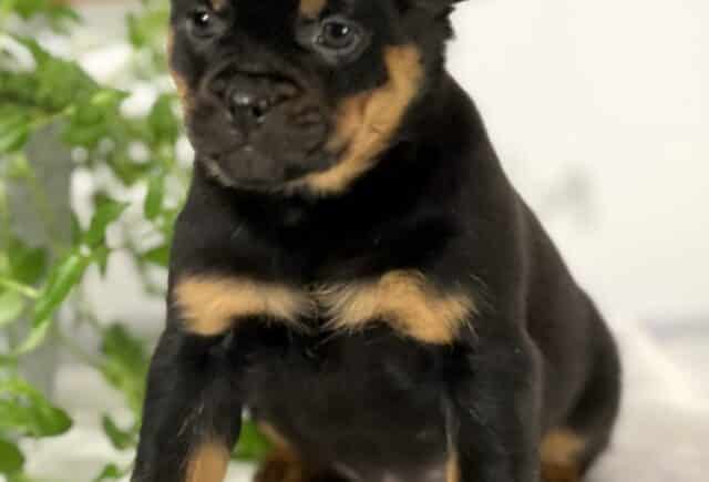 Mini Rottweiler puppy sitting upright on a soft white blanket, displaying a shiny black coat with distinct tan markings on the chest, legs, and above the eyes, looking slightly to the side with a gentle, inquisitive expression and green leafy plant in the background. image