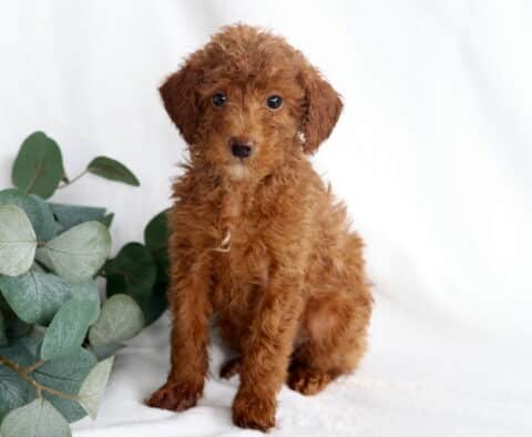 Robby Mini Poodle