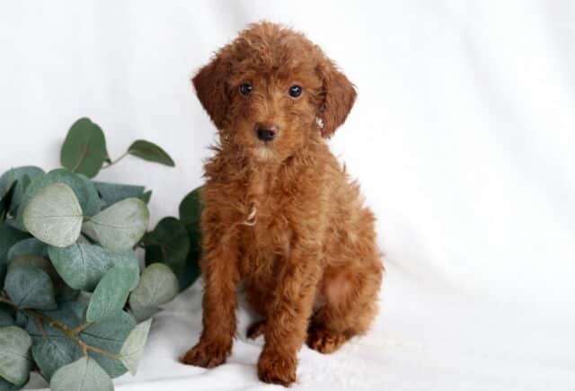 Robby Mini Poodle image