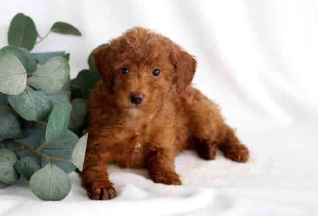 Robby Mini Poodle2 image