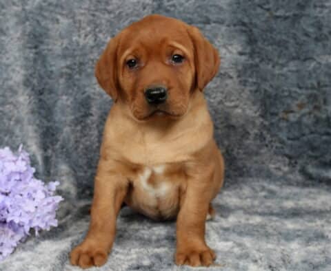 Fox red Labrador Retriever puppy sitting on a soft gray blanket, rich dark red coat with a small white patch on the chest, floppy ears and sturdy paws, posed beside light purple flowers and looking calmly at the camera.