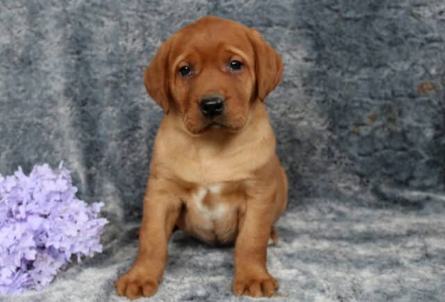 Fox red Labrador Retriever puppy sitting on a soft gray blanket, rich dark red coat with a small white patch on the chest, floppy ears and sturdy paws, posed beside light purple flowers and looking calmly at the camera. image