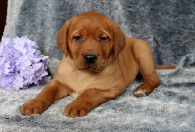 Fox red Labrador Retriever puppy lying on a plush gray blanket, deep red coat with floppy ears and strong paws stretched forward, posed beside a cluster of light purple flowers, looking relaxed and calm toward the camera. image