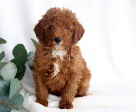 Rolo Mini Poodle