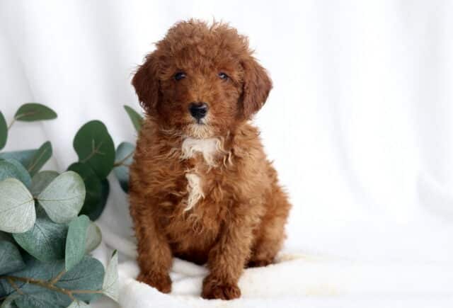 Rolo Mini Poodle image