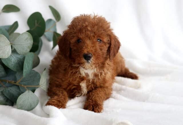 Rolo Mini Poodle2 image