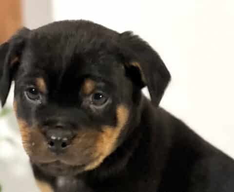 Close-up of a Mini Rottweiler puppy with a glossy black coat and soft tan markings on the cheeks and above the eyes, gazing gently downward with a calm, thoughtful expression, set against a light background with blurred greenery.
