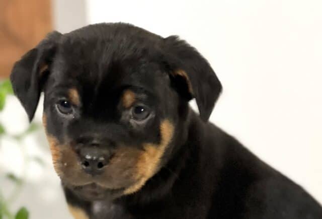 Close-up of a Mini Rottweiler puppy with a glossy black coat and soft tan markings on the cheeks and above the eyes, gazing gently downward with a calm, thoughtful expression, set against a light background with blurred greenery. image