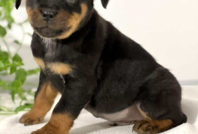 Mini Rottweiler puppy sitting on a soft white blanket, showing a smooth black coat with warm tan markings on the chest, legs, and above the eyes, looking toward the camera with bright, curious eyes and soft greenery blurred in the background. image